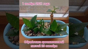 Толстянка/денежное дерево/Часть 1/Итог после обработки  ЦИТОКИНИНОВОЙ ПАСТОЙ. Мини сад из растений.