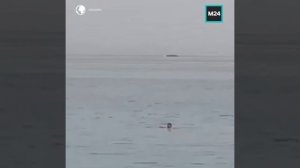 В Египте акула съела российского туриста ...