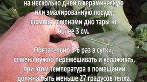 Выращивание табака. Бизнес идея