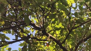 Грецкий орех!!! Проверено лично!