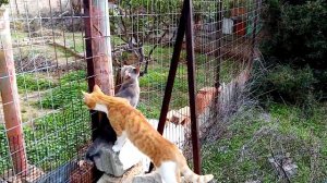 Хозяйка рядом - чужих котов можно не боятся)