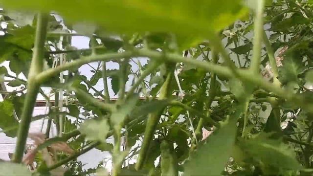 ОБЗОР СОРТА КАЗАНОВА или АУРИЯ | ПОМИДОРЫ, ТОМАТЫ смотреть онлайн