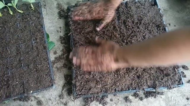 Сажаем кассетную рассаду клубника Кабрилло!