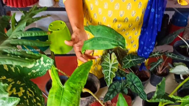 Alocassia and Caladium Varities and It's Care | Plants for Sale |I love Mothernature