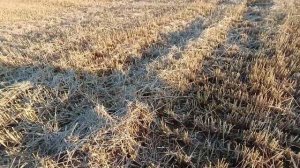 Копаем картошку🥔 Делаем коридор😉 Молодые петушки видны уже🐔Живем в своем доме 🏡