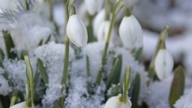 “Подснежники” Стихи Ирины Фетисовой-Мюллерсон и Алексея Брюшневского, исполняет Алексей Брюшневский смотреть онлайн