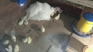 Индюшка вывела индюшат.  9 января. Краткий отчёт.