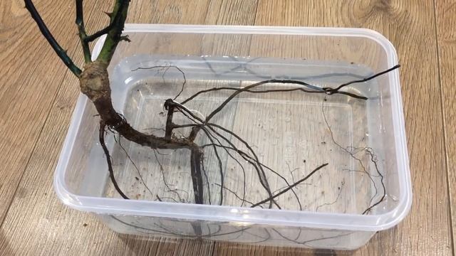 Роза из коробки | что же вырастет | посадка в горшок смотреть онлайн