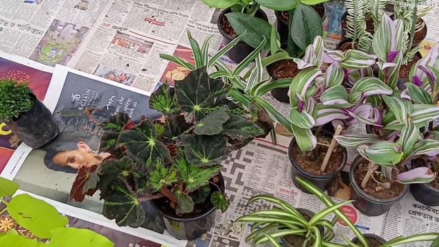 Flower Plants Market Visit | Impatiens Lipstick Kanchan Plants Fern Mandevilla Marigold Rose Plants смотреть онлайн