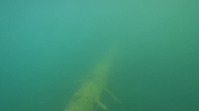 Нашёл запутанных раков на оз. Байкал. Владимирская обл. смотреть онлайн