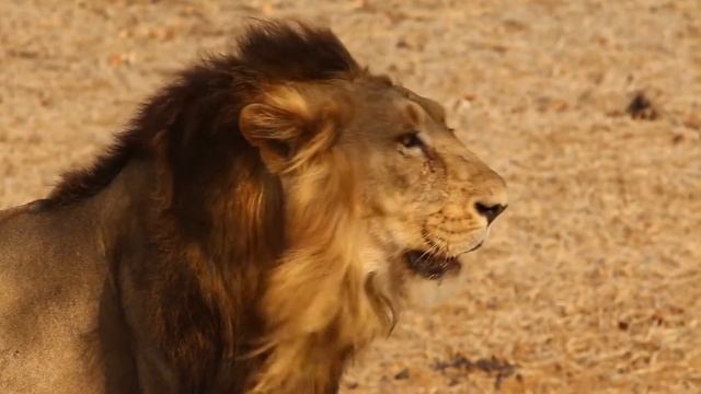 лев царь зверей Энциклопедия животных смотреть онлайн