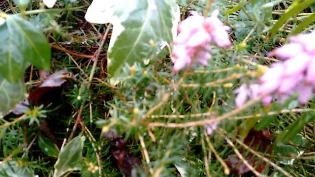 Winter Heather Erica is a pretty little plant that blooms in fall-winter.เอริก้า คาร์เนีย-เฮเธอร์ смотреть онлайн