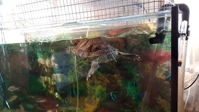 красноухая черепаха