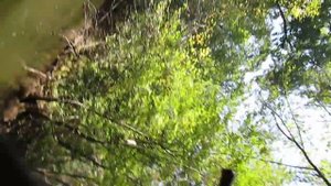 БИКИН ХАРИУС