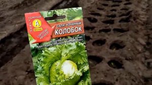 Посадка Рассады САЛАТА "КОЛОБОК" в Открытый Грунт.  1 мая 2020г.