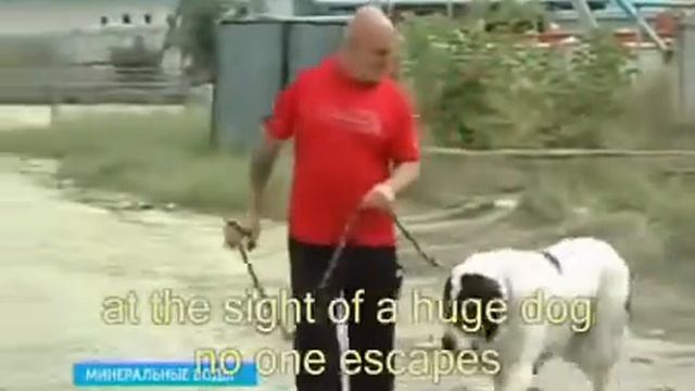 Гигантский тобет Бульдозер смотреть онлайн