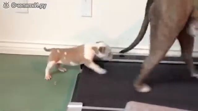 Щенок VS беговая дорожка смотреть онлайн
