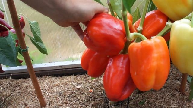 САМЫЙ ЛУЧШИЙ СОРТ ПЕРЦА В 2022 г Вы купили эти семена ? смотреть онлайн