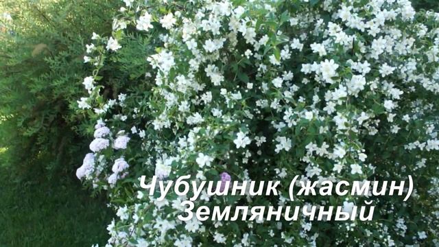 Декоративные растения с белыми цветами