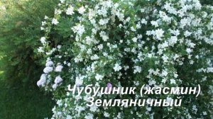 Декоративные растения с белыми цветами