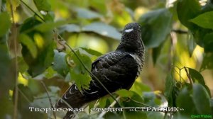 Деревня моя, деревянная дальняя.