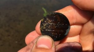 Старинные находки в реке пышма.где дно реки Усыпано ￼ монетами.