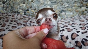 Кормим собаку арбузом. Можно или нет?