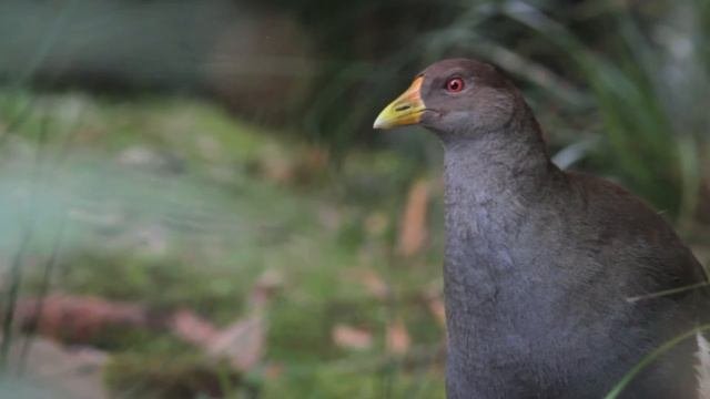Tasmanian Wildlife, Australia. Showreel Of Birds And Animals Of The Tasmanian Wilderness.