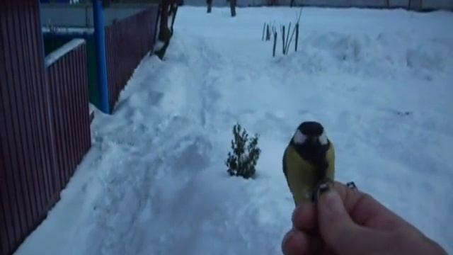 Ручная лазоревка. Голубая синичка. Кормим синиц зимой.