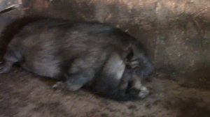 ХРАП СВИНЬИ  Sleeping Pig    // ВЬЕТНАМСКАЯ  ВИСЛОБРЮХАЯ СВИНЬЯ// ЖИРНАЯ СВИНЬЯ