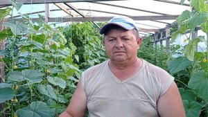 Малина Пшехиба: первые ягоды