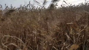 Охота в камышовых плавнях на кабана с лайками.