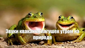Природа. Болото. Звуки кваканья лягушек утром и пение птиц