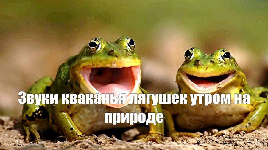 Кваканье лягушки звук. Relax Frog.