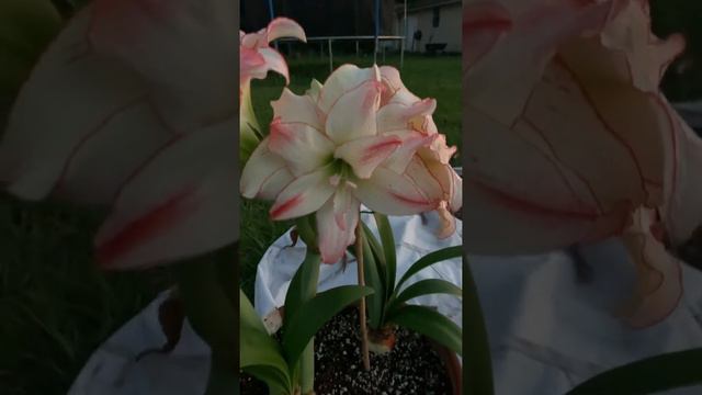 Aphrodite Amaryllis Hippeastrum смотреть онлайн