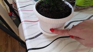 Кипорисовик Элвуди! Для дома и сада! УХОД  в домашних условиях!