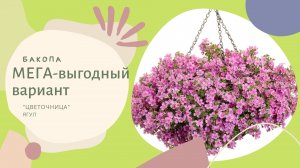 МЕГА-выгодный цветок для выращивания!!! Бакопа, что может вырасти из одной гранулы.