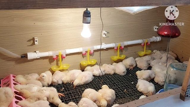 Выращивание крупного бройлера- кормление, пропаивание, содержание в первые дни жизни. Для новичков.