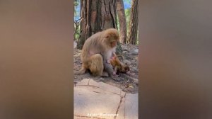 Poor baby monkey crying because mother monkey treated so badly