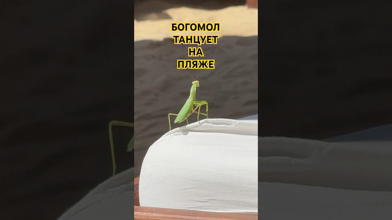 БОГОМОЛ ТАНЦУЕТ НА ПЛЯЖЕ «KIKI BEACH. #кикибич #kikibeach #ялта #крым #школаольгиильиной#семья #love