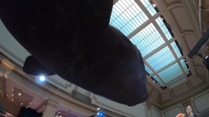 Natural History Museum (New Dinosaur Exhibit) Walking Tour in 4K -- Washington, D.C.