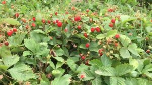 Максим Куст - Церковь Старая (HD 1280x720)