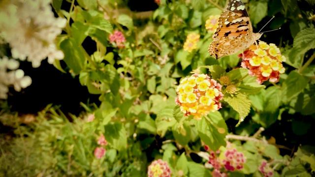 Singh Habeebi | Kal Taran Gur Nanak Aya | New Shabad смотреть онлайн