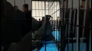 ВЫСТАВКА ГОЛУБЕЙ ТУРКЕСТАН. ГУЛЬСАР ЧЕМПИОН. Узбекские двухчубые голуби. Tauben. Pigeons