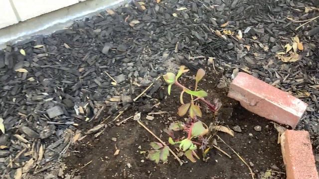 牡丹走廊赏牡丹：红宝石和乔红争艳正盛开 Peony Tree “Hong Bao Shi” and “Qiao Hong Zheng Yan”