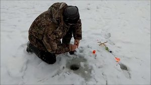 Праздничный клёв на нижнем.