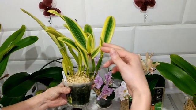 Уход за каттлеями (Cattleya), отвечаю на вопросы (часть 2) смотреть онлайн