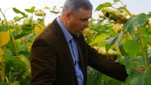 Применение микроудобрения Борогум на подсолнечнике