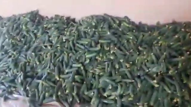 Огурцы Мамлюк смотреть онлайн