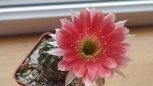 Кактус. Цветение Lobivia.